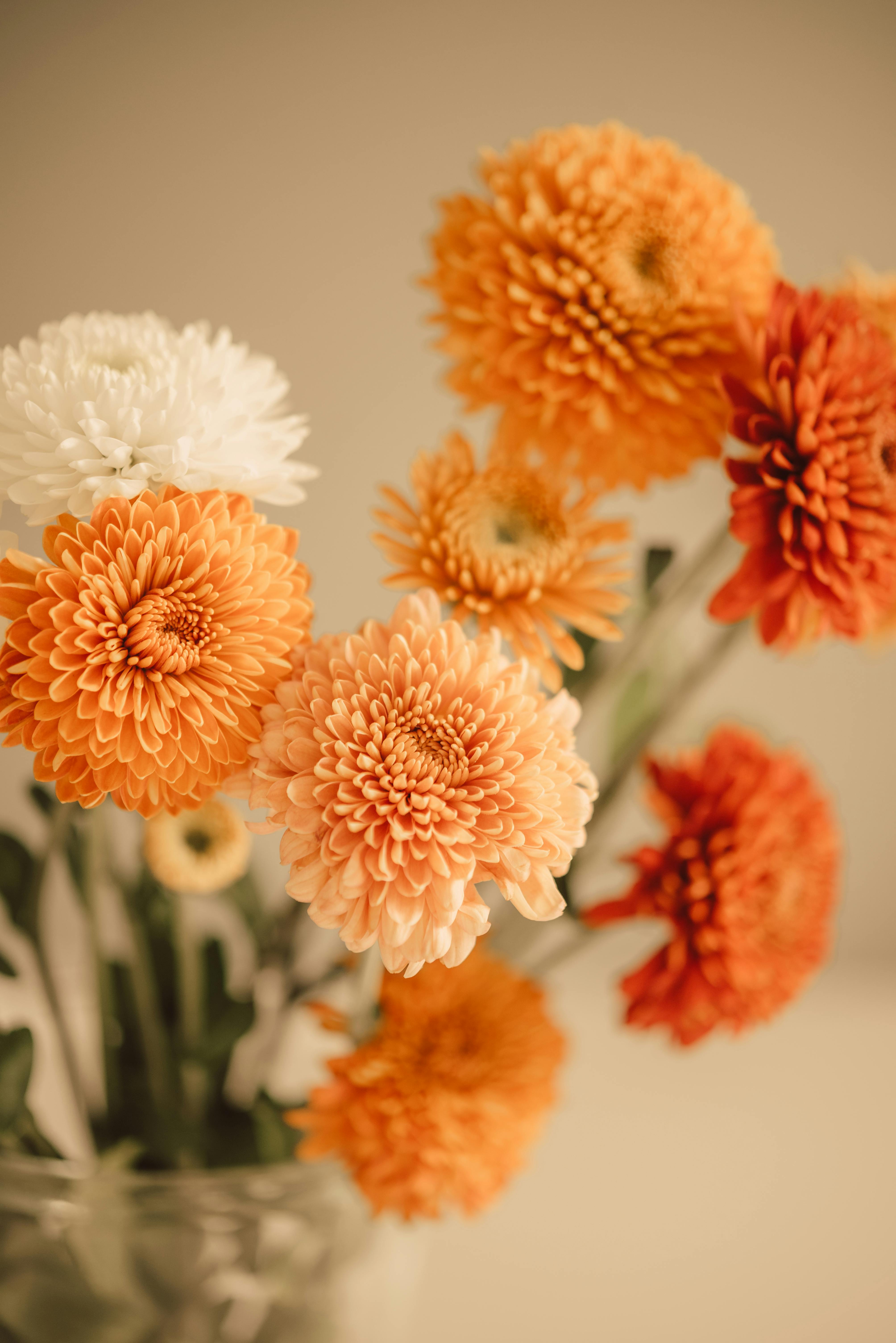 Indian Chrysanthemum Photos, Download Free Indian Chrysanthemum Stock