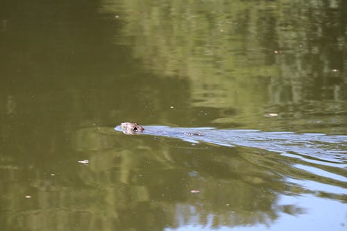 Casual swim 2