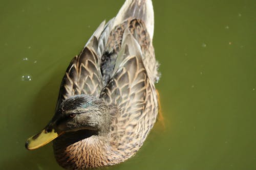 Eye of the duck