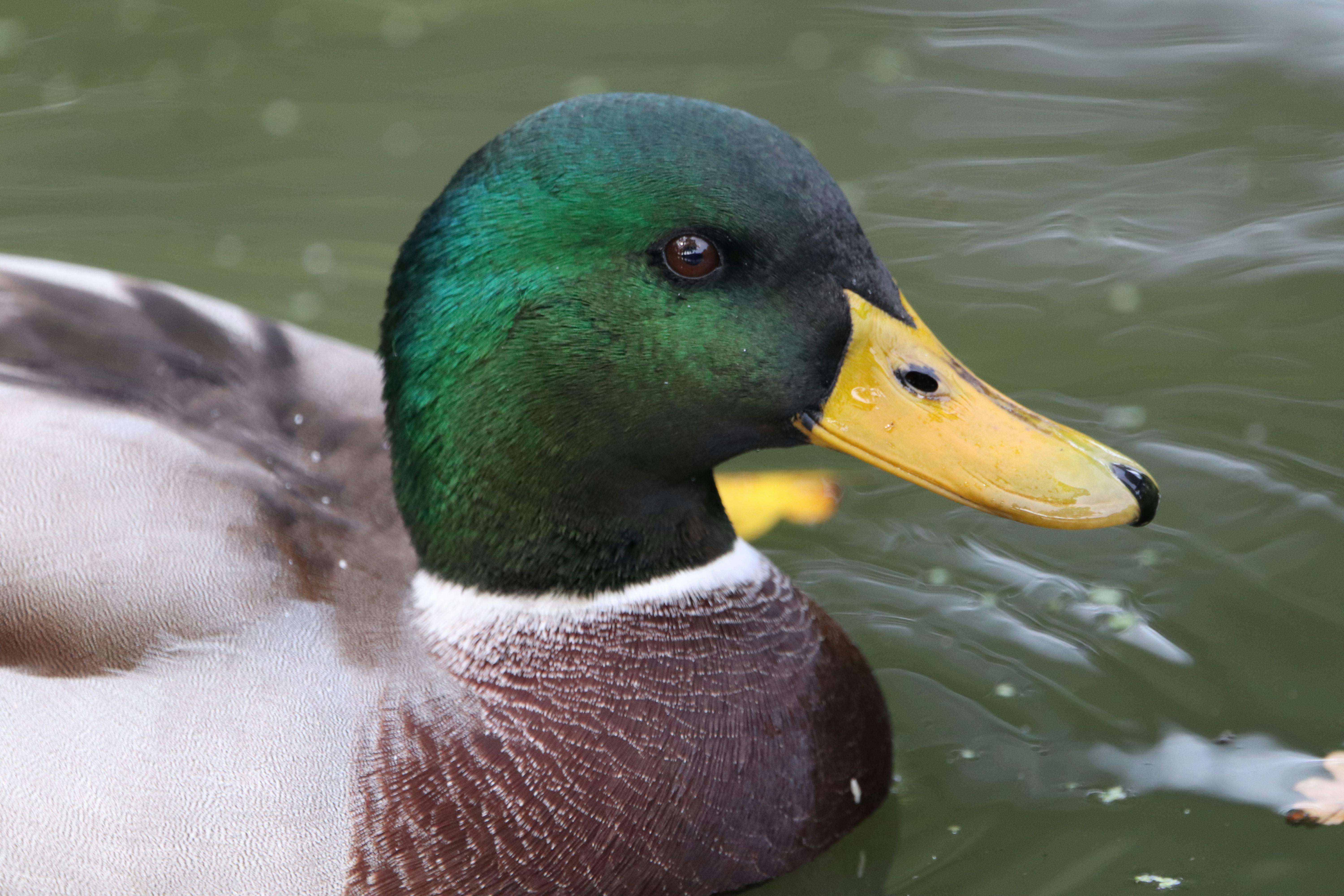 Free stock photo of duck, male duck, nature