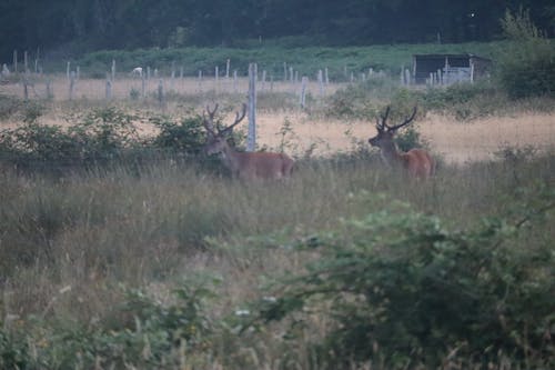 Deer in the sun