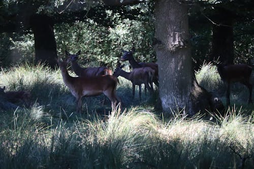 Deer in the shade 2