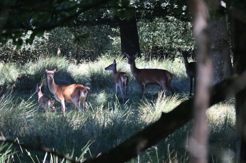 Deer in the shade