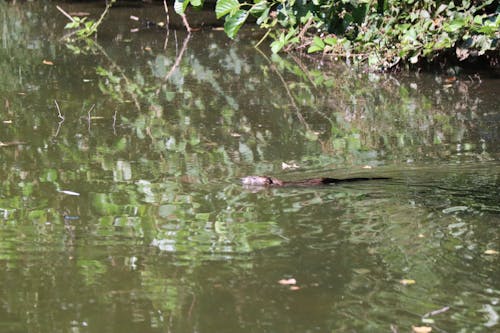 Casual swim