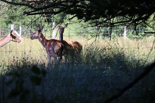 Gratis Fotos de stock gratuitas de bretaña, ciervo, fougères Foto de stock