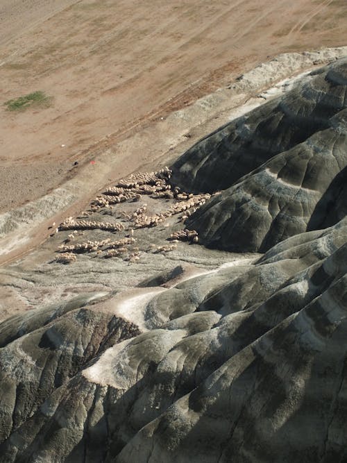 Herd of Sheep at Foot of Desert Mountains