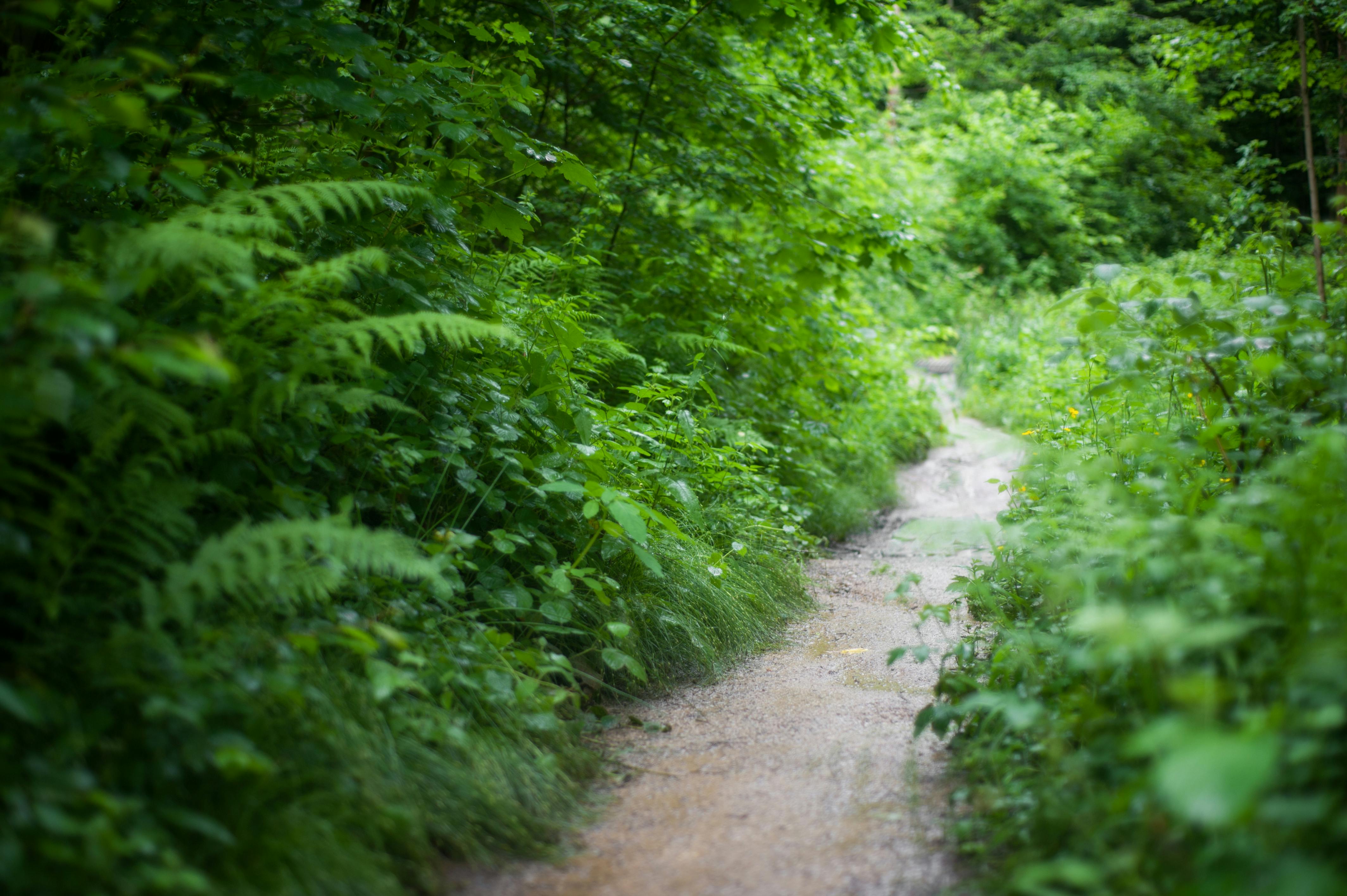 Landscape Photography of Forest Trail · Free Stock Photo