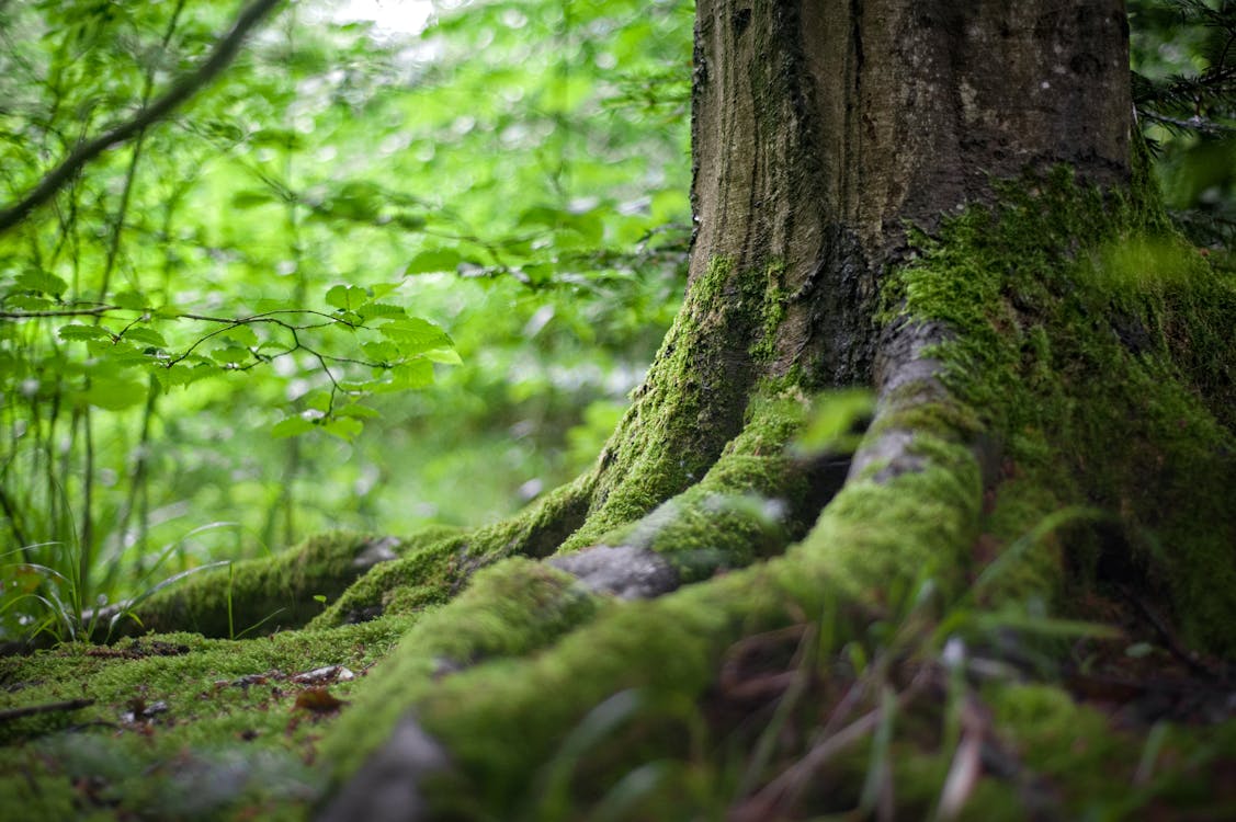 Árbol Verde Cerca De Plantas Verdes