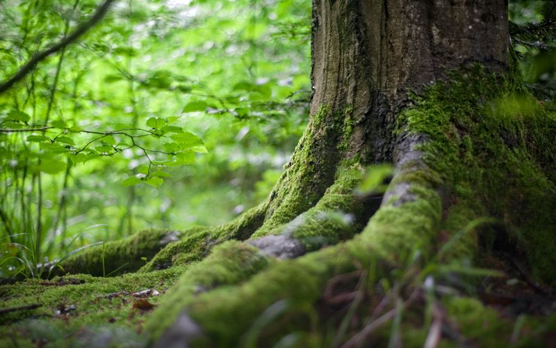 L'agrile du frêne à Kirkland et Baie-D'Urfé — Ce que les propriétaires doivent savoir