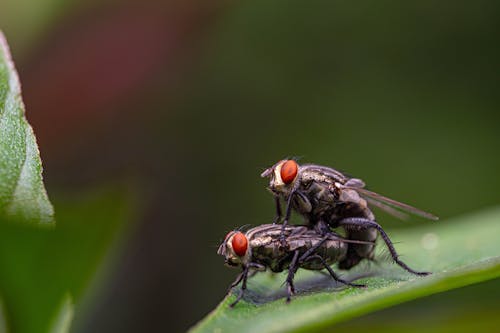 A Pair of Flies Mating on Green Leaf