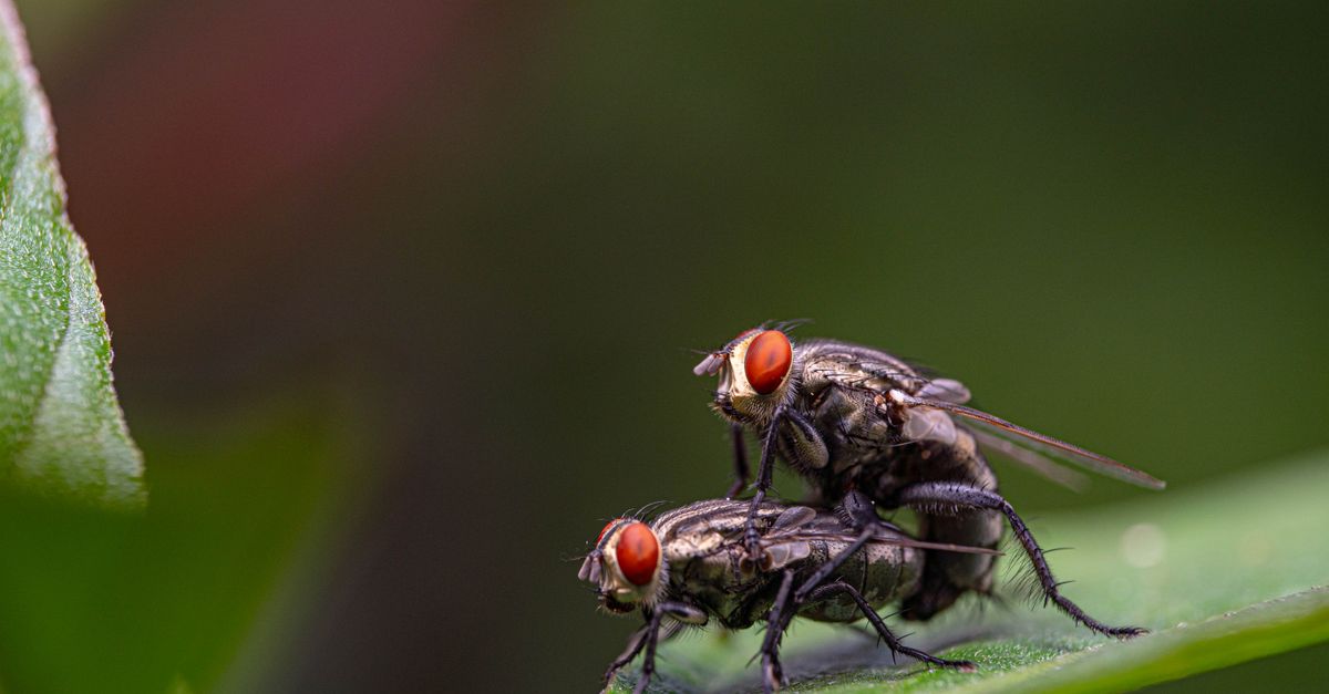 Fly Insect Mating A Pair of Flies Mating on Green Leaf · Free Stock Photo