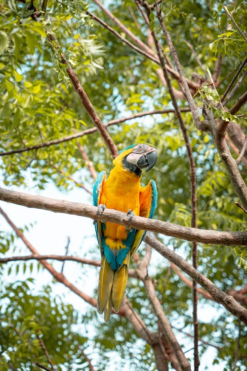 A Yellow and Blue Parrot Perched on Tre Branch