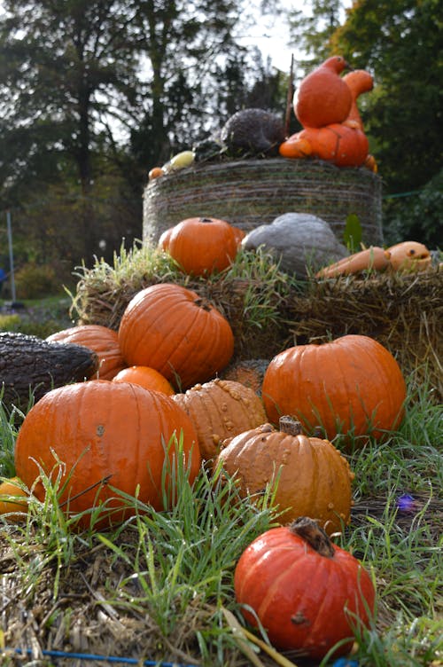 Gratis lagerfoto af afgrøder, frugter, Halloween