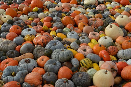 Colorful Pumpkins 