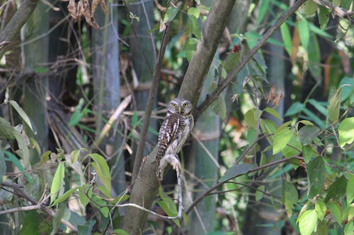 無料 アジアのフクロウ, 動物, 木の枝の無料の写真素材 写真素材