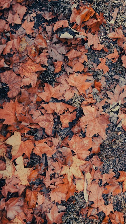 Photograph of Dry Leaves on the Ground · Free Stock Photo