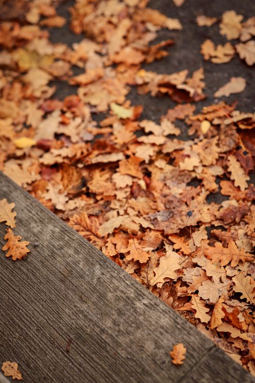 Free Fallen oak leaves creating a warm autumnal scene on a wooden pathway. Stock Photo