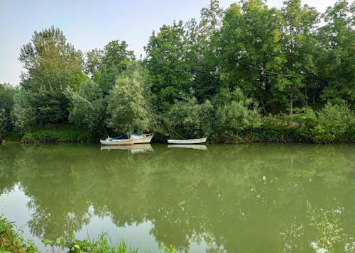 Boats on Lake Near Trees 