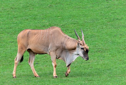 Photos gratuites de animal, champ d'herbe, éland commun