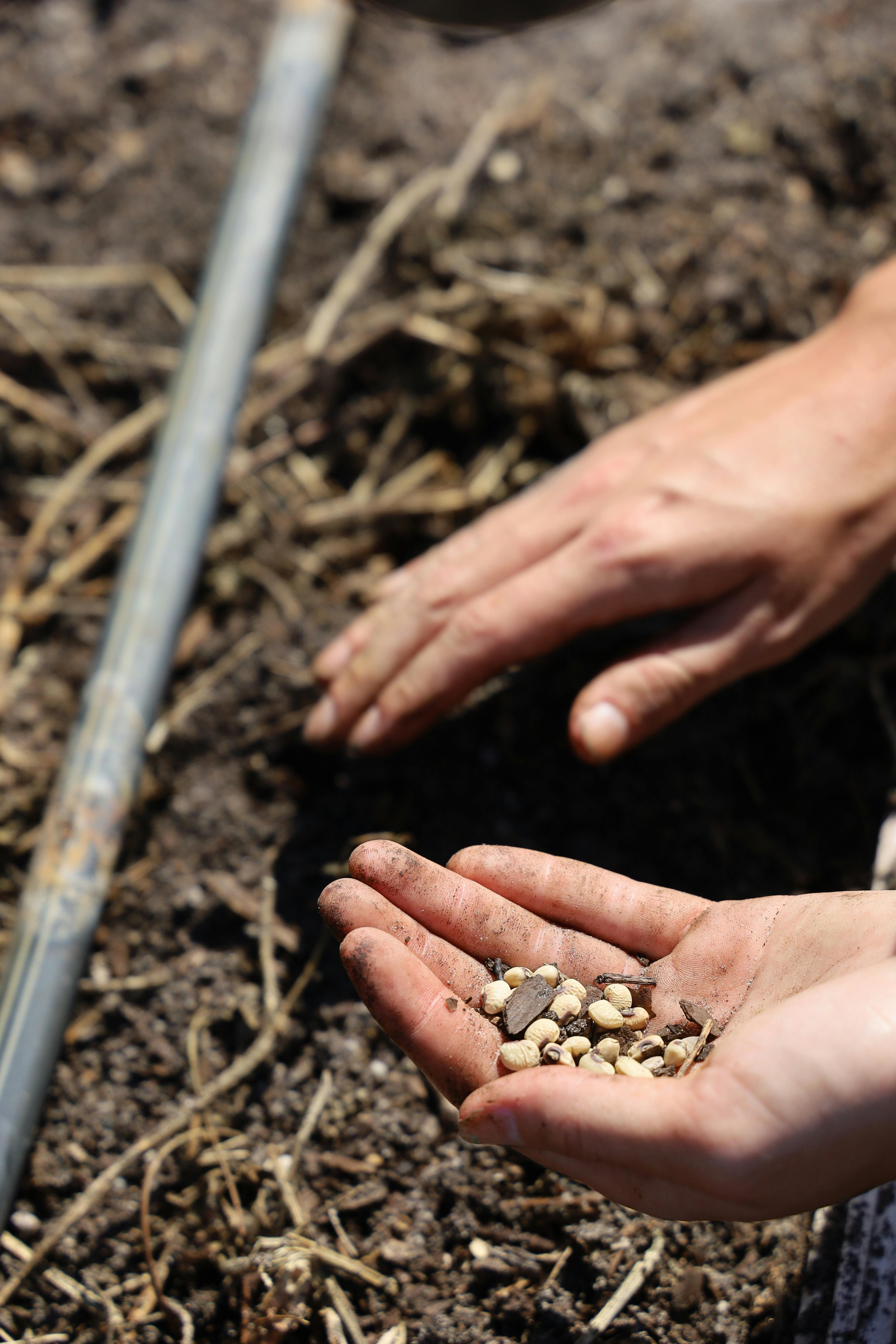 Gardener sowing carrot seeds directly into prepared soil.