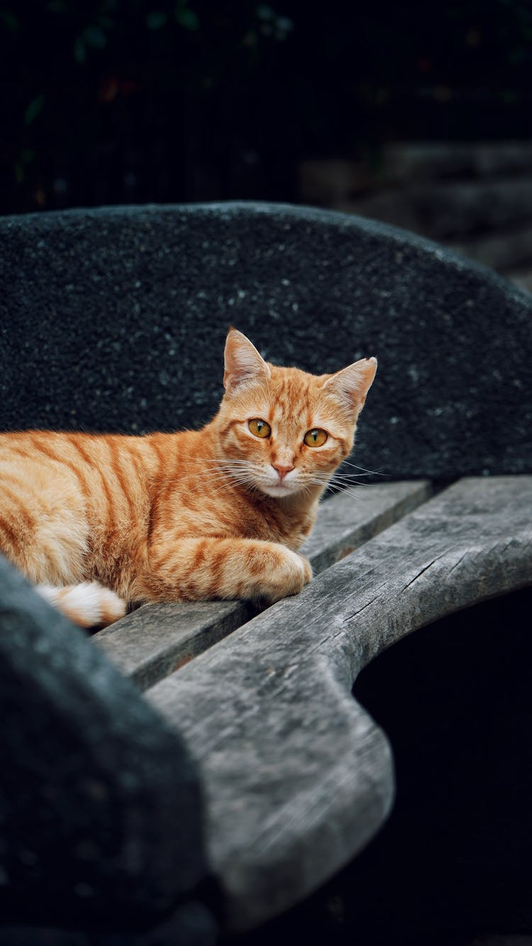 Orange Tabby Cat On Black Surface