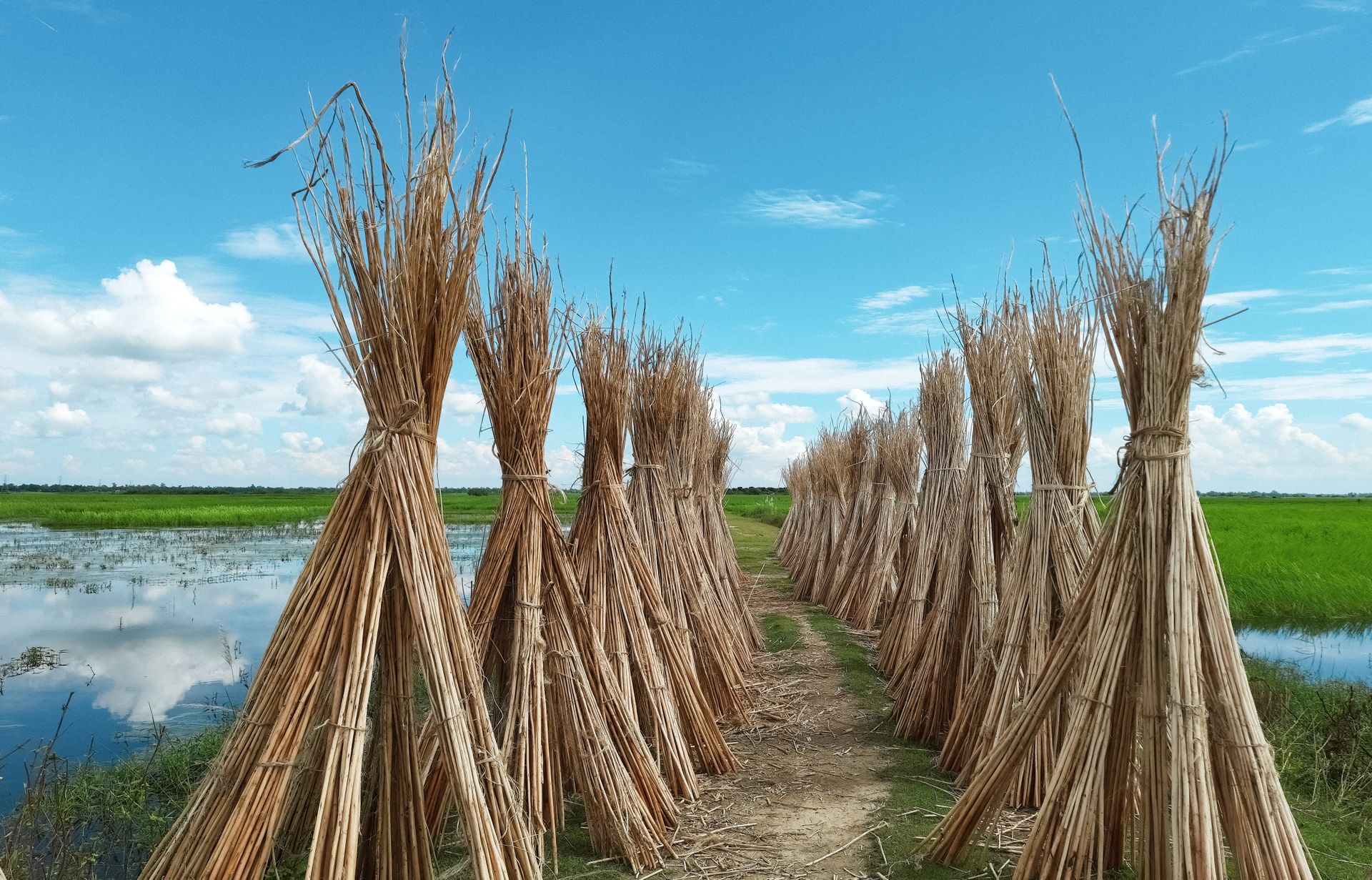 Bundles of jute drying in a rural field in Pabna, Bangladesh with clear blue skies.
