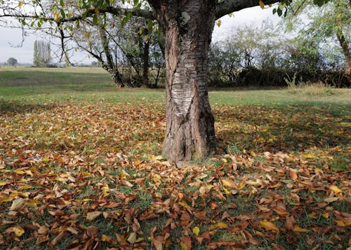 Foto profissional grátis de área, árvore, folhas secas