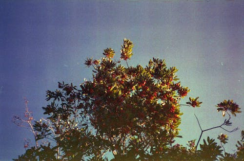 Imagine de stoc gratuită din arbore, cer albastru, creangă