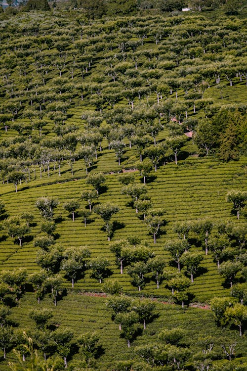 Fotos de stock gratuitas de agricultura, árboles verdes, campo