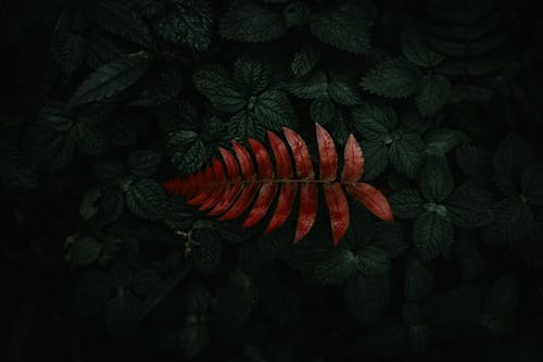 Red and Green Leaves on Dark Background
