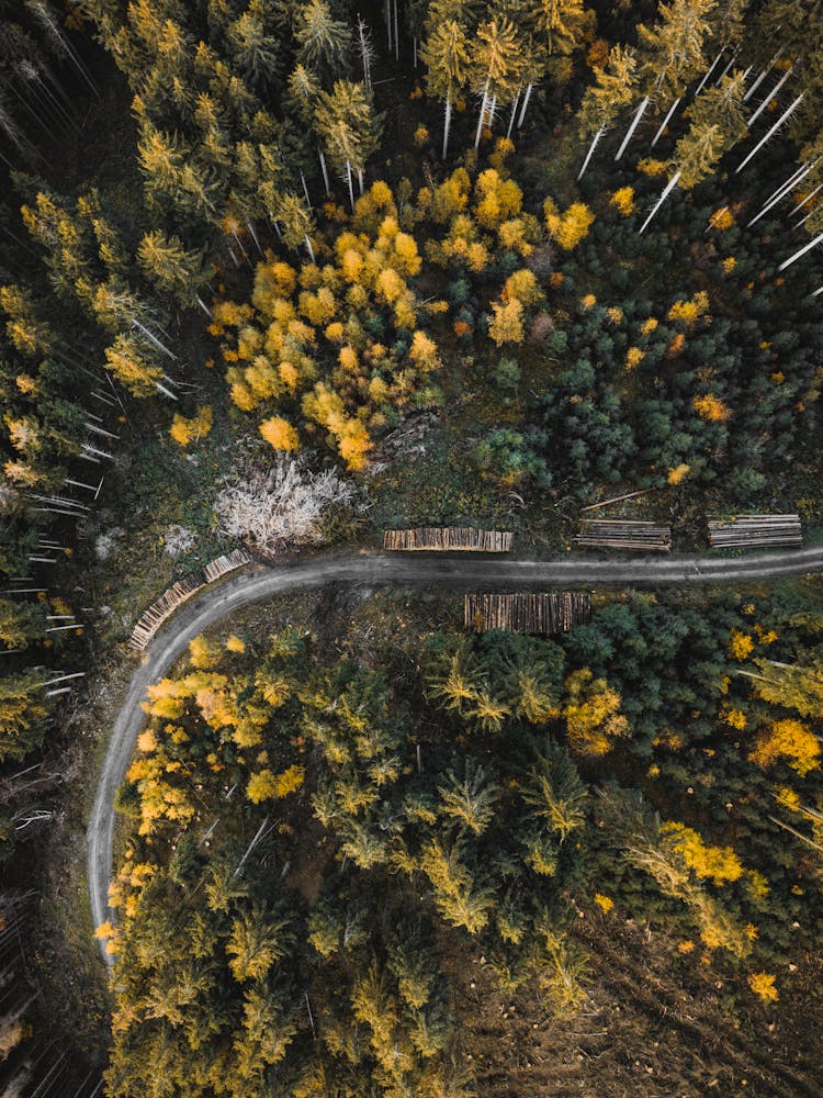 Road In Forest