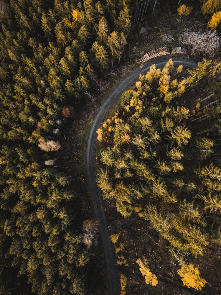 Road In Forest