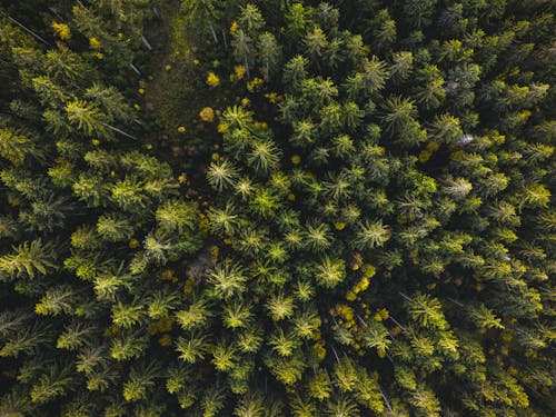 Free Forest Top View Stock Photo