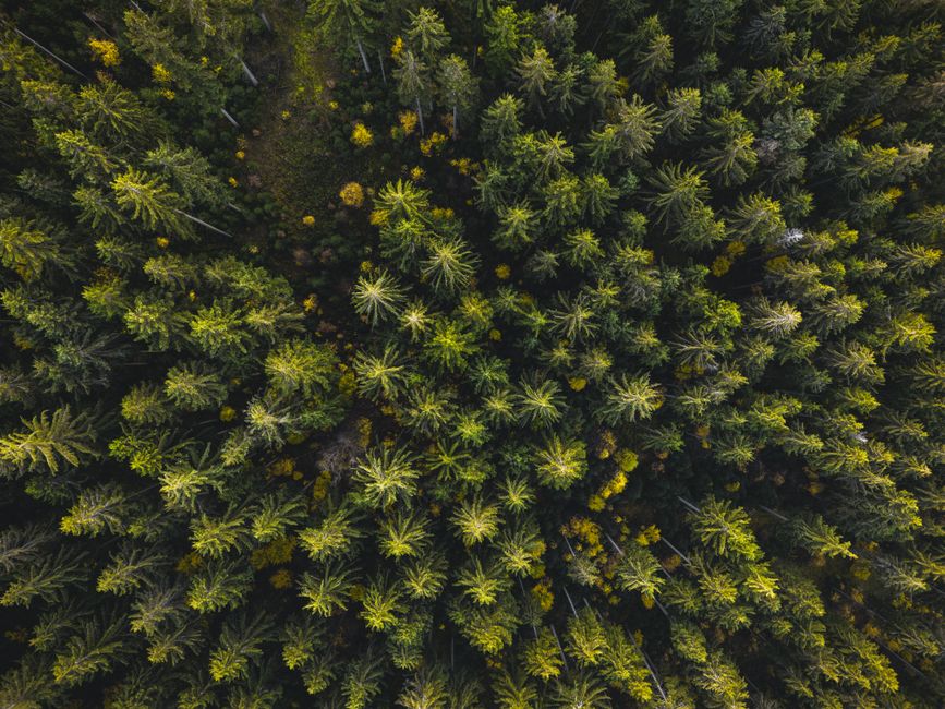 A breathtaking aerial shot of a verdant forest in Ilmenau, Germany, showcasing lush greenery and natural beauty.