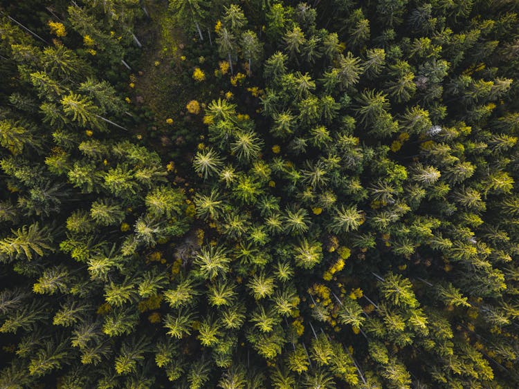 Forest Top View