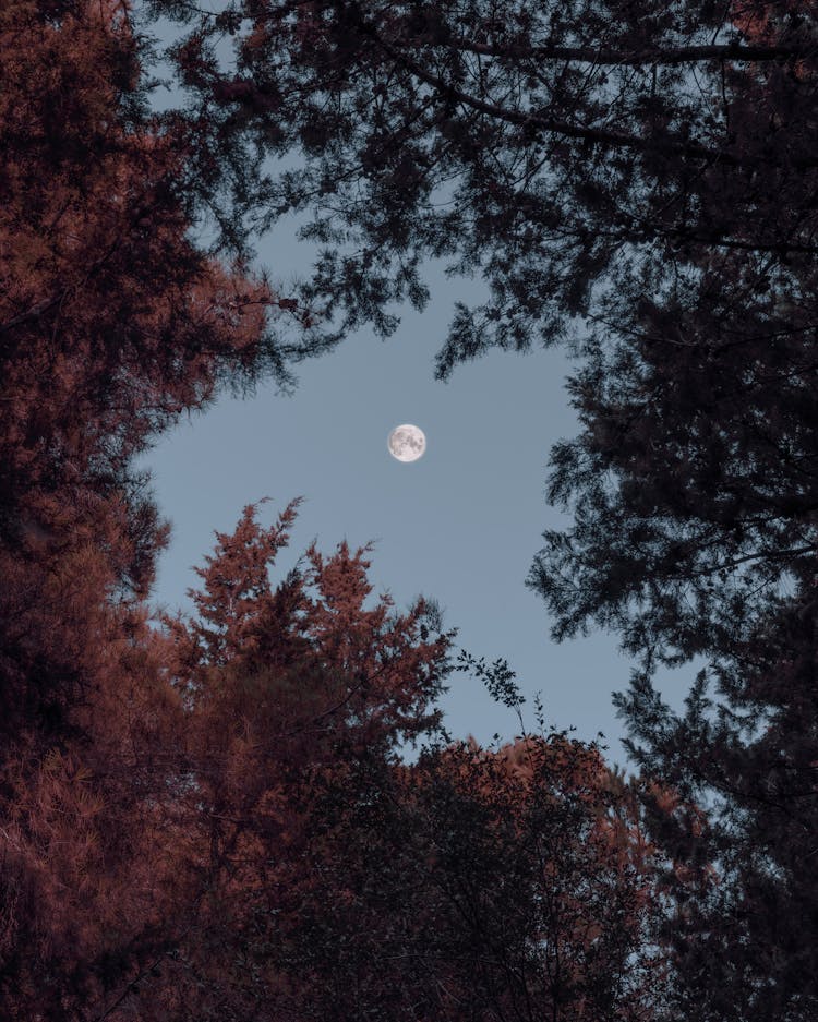 A Moon Over Autumn Trees