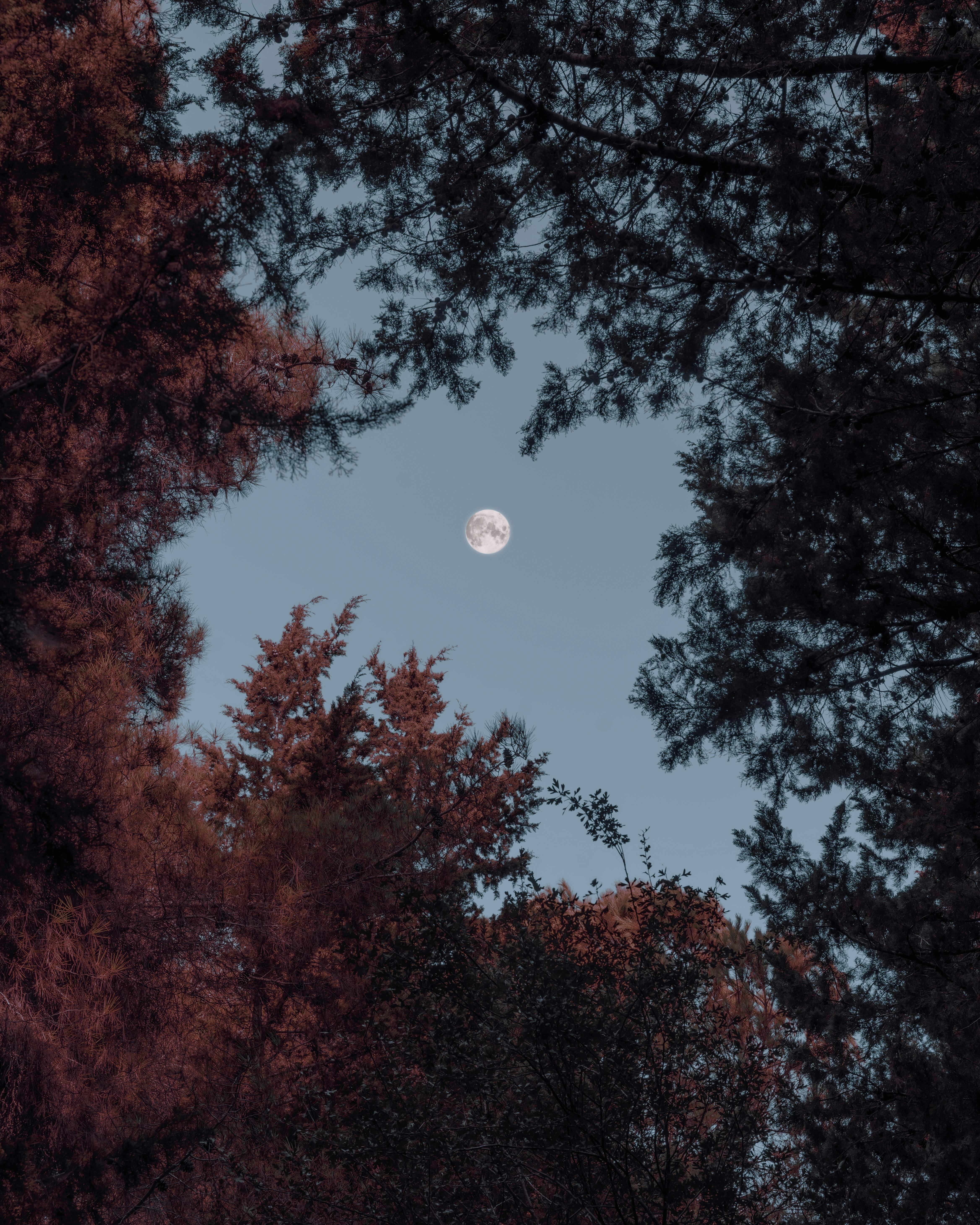 8,000+ Best Moon Images · 100% Free Download · Pexels Stock Photos