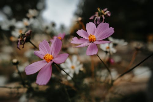 A Close-Up Shot of Cosmos Flowers in Bloom