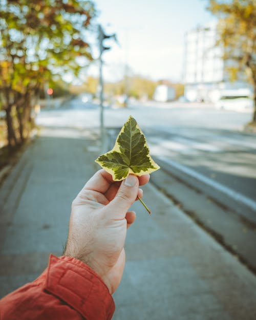 A Person Holding Green Maple Leaf