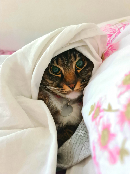 Free Cute tabby cat peeking from under a cozy blanket indoors. Stock Photo