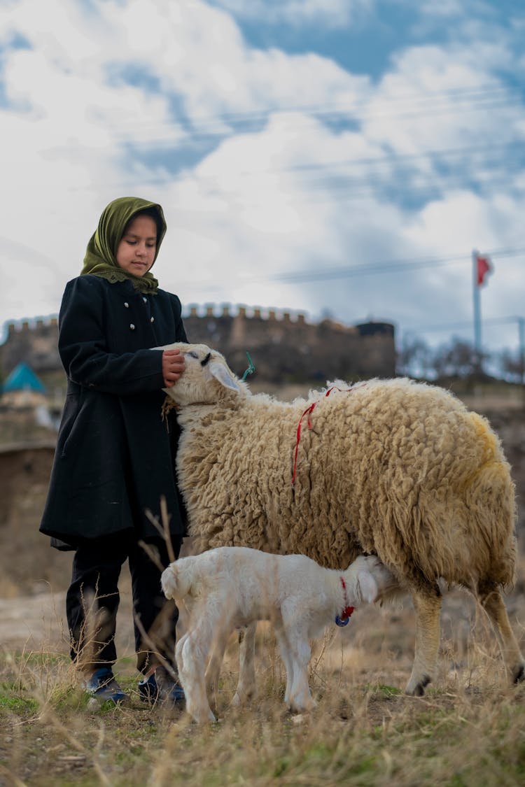 Girl Petting A Sheep 