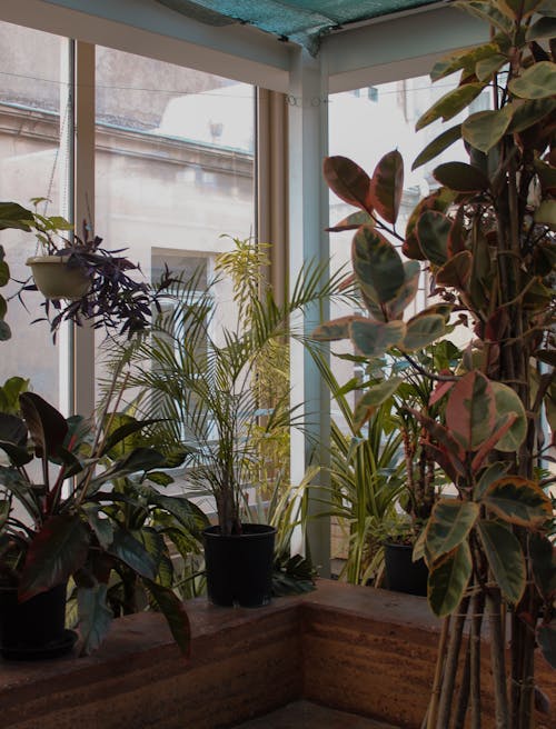 녹색 식물, 수직 쐈어, 실내의 무료 스톡 사진