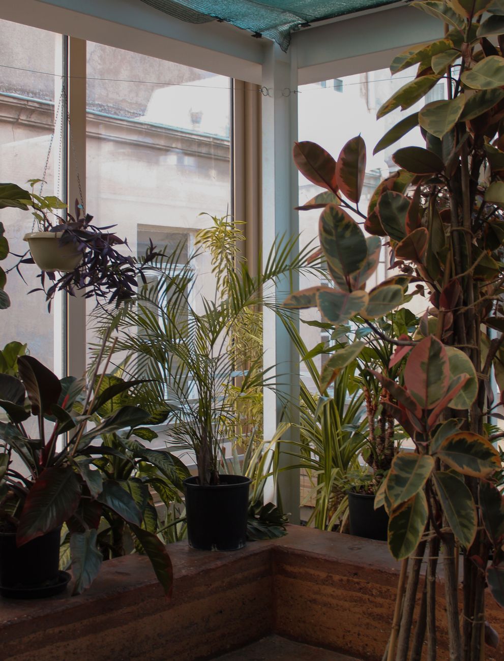 Experience tranquility with a variety of potted plants in a well-lit indoor garden space.
