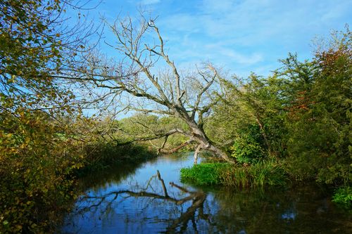Free Tranquil river scene with a tree reflection in Salisbury, UK. Stock Photo