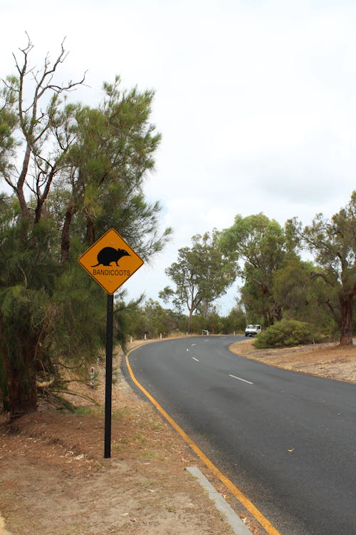 Immagine gratuita di alberi, australia, autostrada