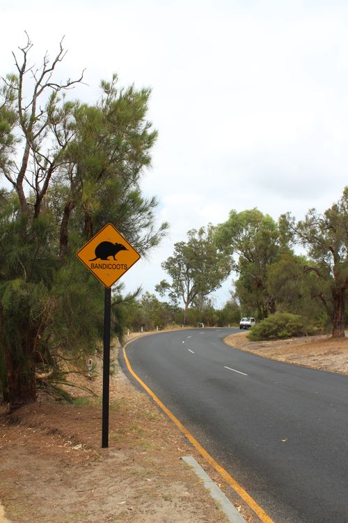 Free Curved road in Perth, Australia with prominent bandicoot crossing sign amidst trees. Stock Photo