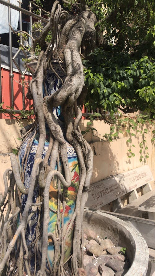 景觀植物, 植物界, 花瓶 的 免费素材图片