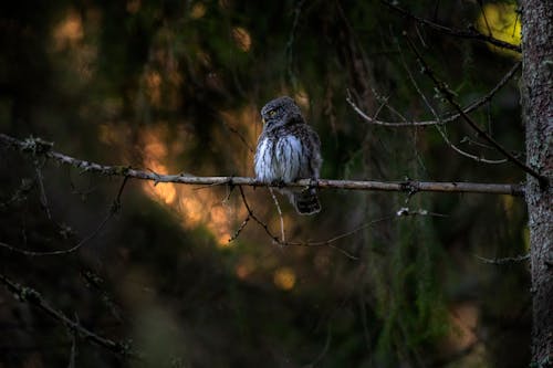 Brown and White Bird Perched on Brown Tree Branch