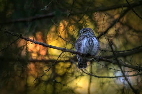 Brown Owl Perched on Brown Tree Branch