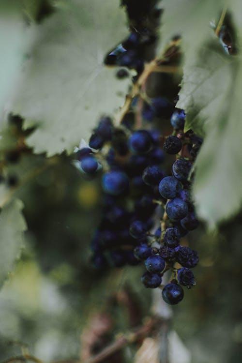 蓝莓的选择性焦点照片